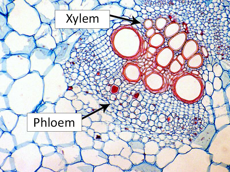 What Is A Phloem Sieve at Lawrence Cyrus blog