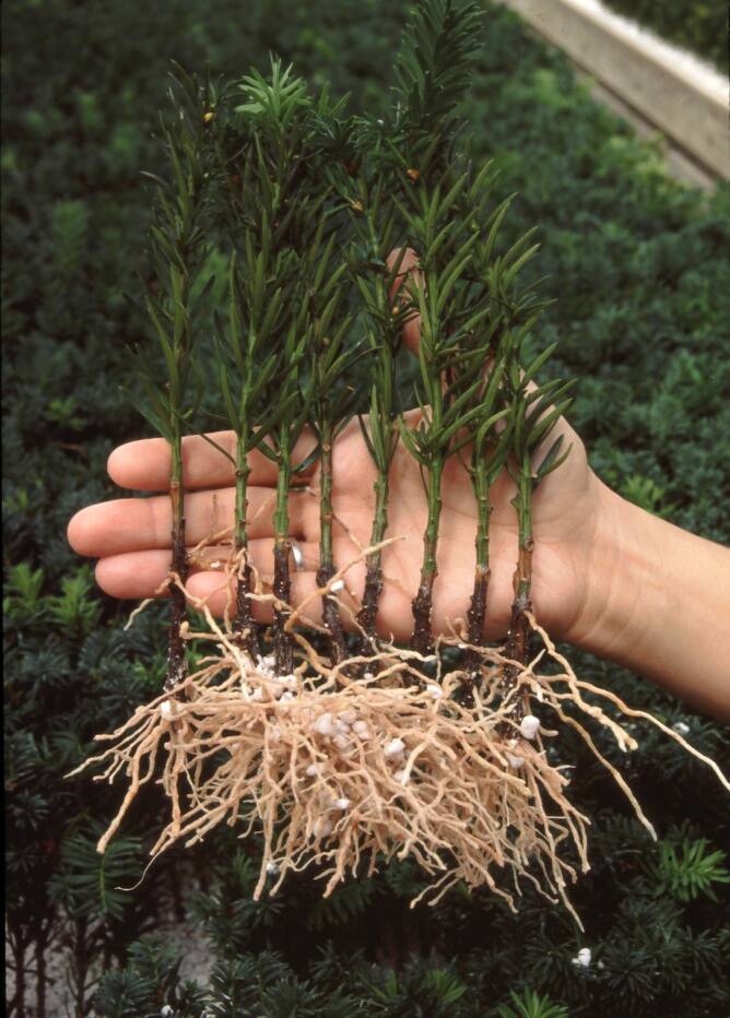 Photo of yew (Taxus) cuttings showing adventitious root formation prototed by auxins