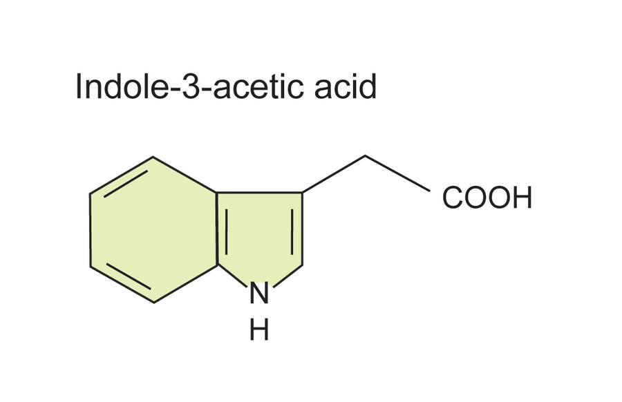 Image of the structural formula of indole-3-acetic acid.