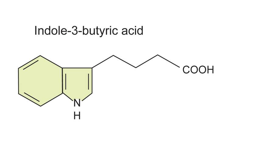 Image of the structural formula of indole-3-butyric acid.