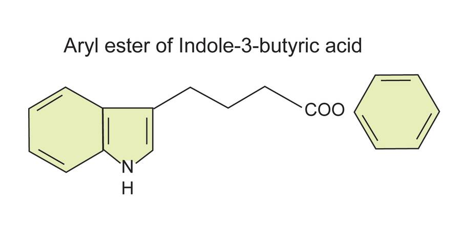 Image of the structural formula of the aryl ester of indole-3-butyric acid.