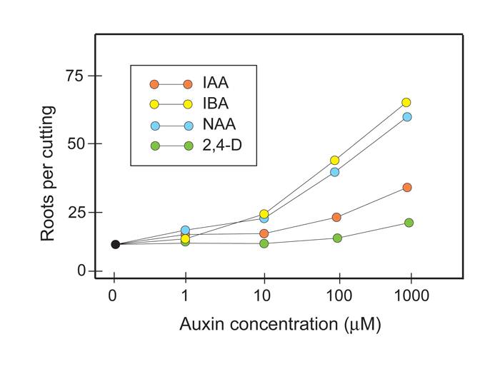 Chart showing the relationship between Auxin concentration and roots per cutting.