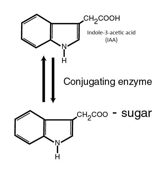 Image showing the conjugation of IAA using structural formulas.