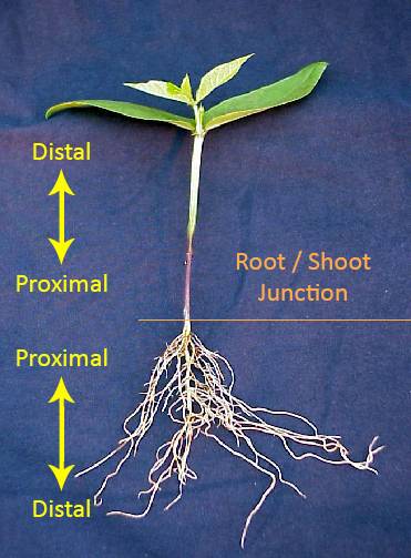 Image showing a cross section of a young plant, noting the root/shoot junction, and how the tips of both the root and the shoot are distal, while the place where the two meet is the proximal.