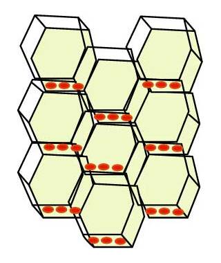 Image showing polar auxin transport within parenchyma cells. Parenchyma cells are shown as interlocking hexagons with the auxin transport proteins in the base of each. 