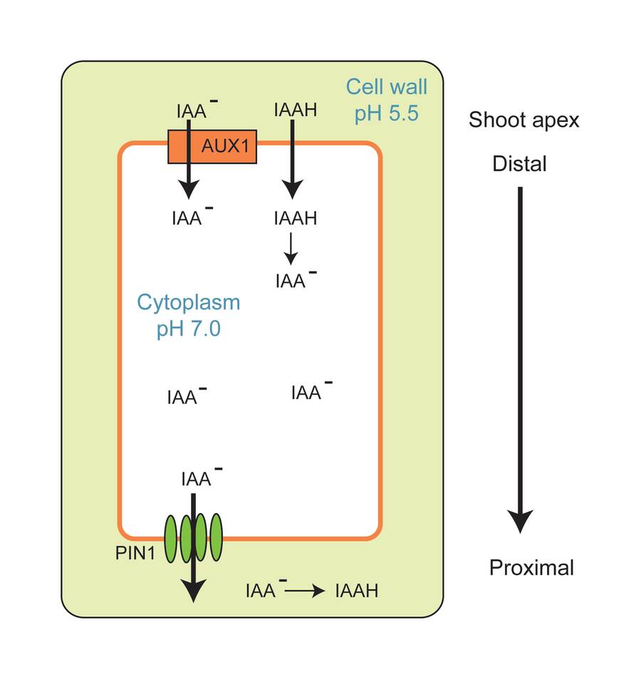 Image diagram of a plant cell showing how auxin moves through it.