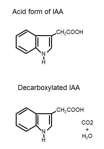 Image of the structural formulas of the acid form of IAA, and of decarboxylated IAA.