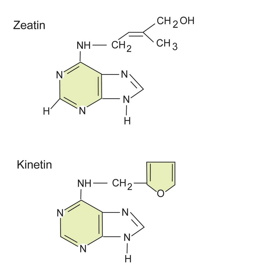 Image of the structural formulas for zeatin and kinetin.