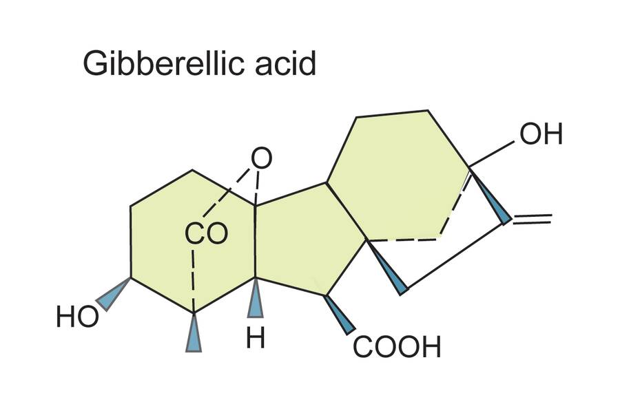 structural formula of Gibberellic acid
