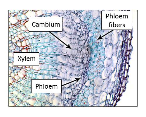 Cell Types, Cambium