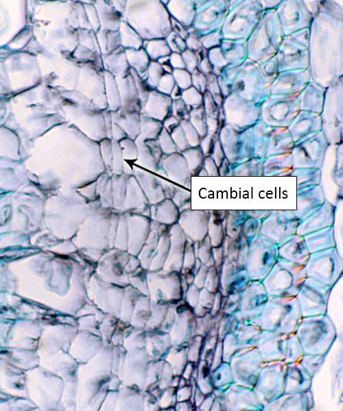Photo of cellular plant material pointing out cambial cells.