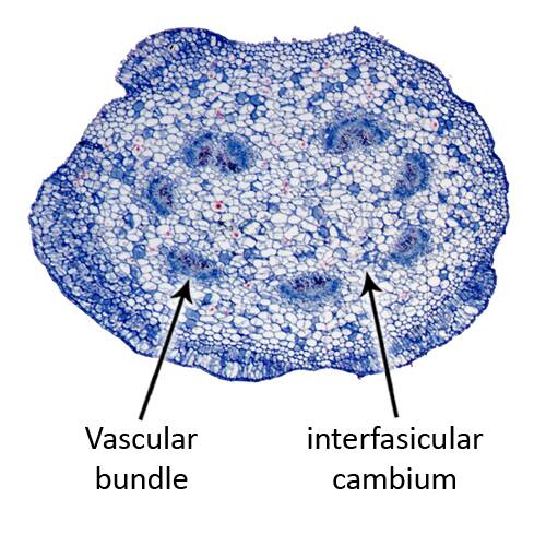 Plant stem cross section showing vascular bundles and interfasicular cambium.