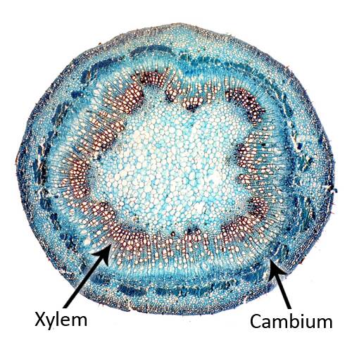 Cell Types, Cambium