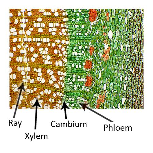Cross section of cellular plant material pointing out the ray, xylem, cambium, and phloem structures.