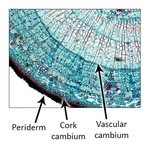 Cross section of cellular plant material pointing out the periderm, cork cambium, and vascular cambium.
