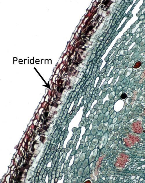 Cross section of cellular plant material identifying the periderm.