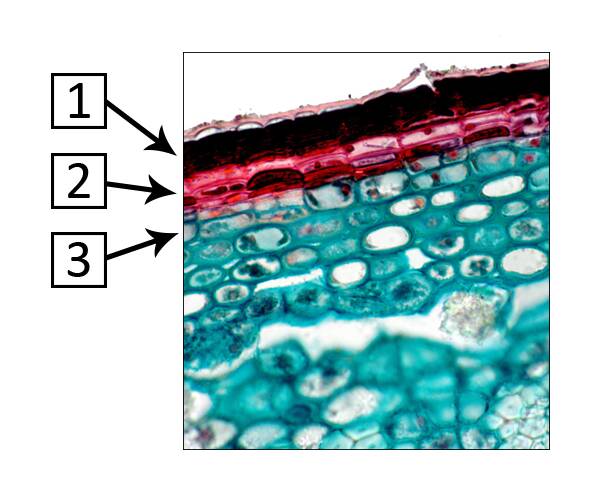 Cross seciton of cellular plant material identifying the three layers of the periderm.