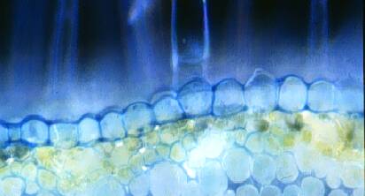 Cross section photo of plant cells showing the anticlinal cell divisions and cuticle on the surface of cells.