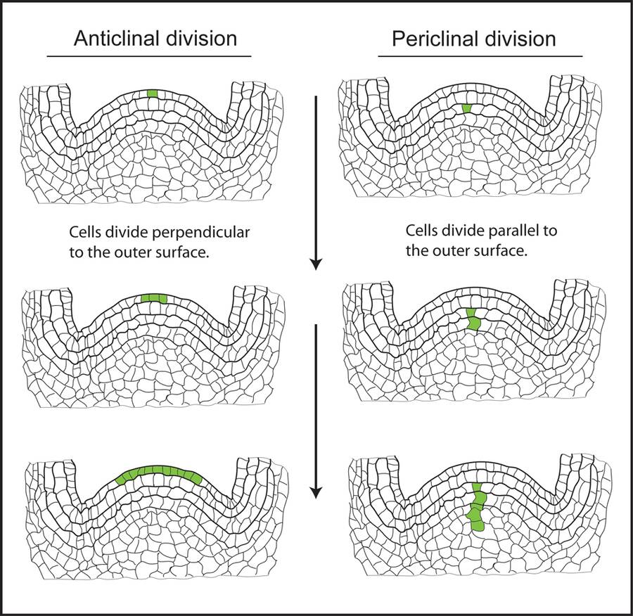 Illustration showing the difference between anticlinal division where cells divide perpendicular to the outer surface, and periclinal division where cells divide parallel to the outer surface.