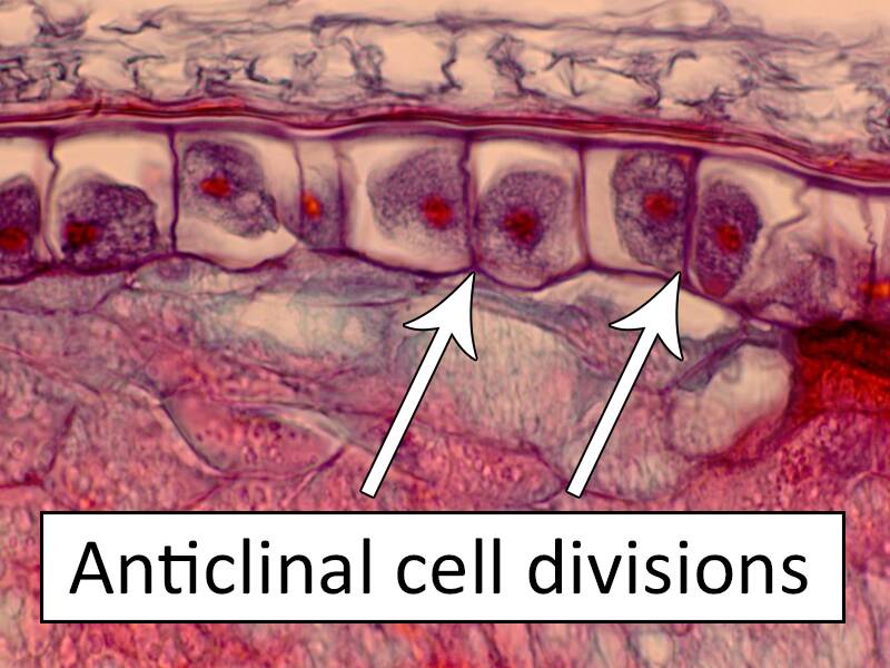 Photo of plant material pointing out anticlinal cell divisions.