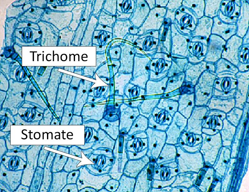 Photo showing the epidermis of plant cells, pointing out trichomes and stomata.