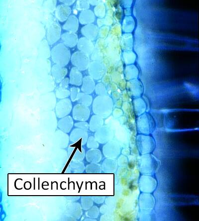 Photo of cellular material with collenchyma cell pointed to.