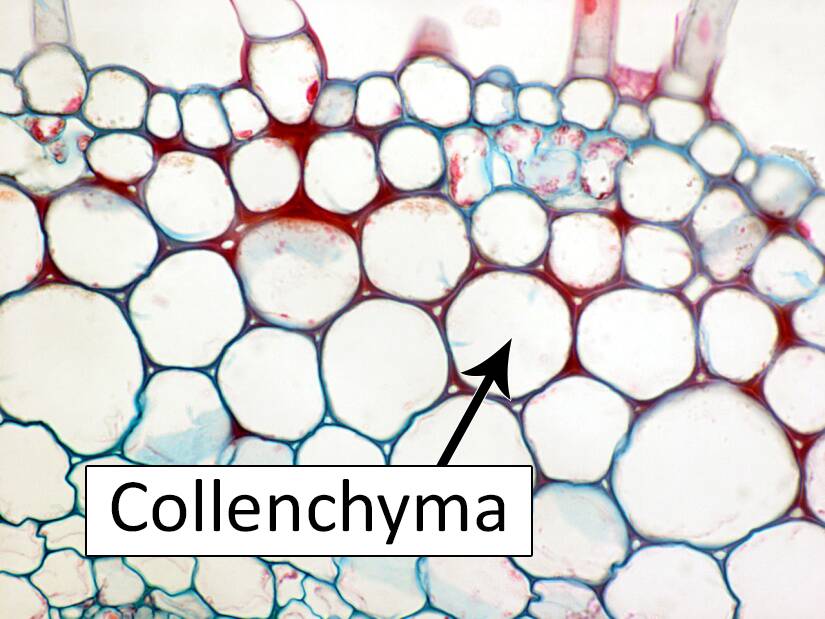 collenchyma cells stem