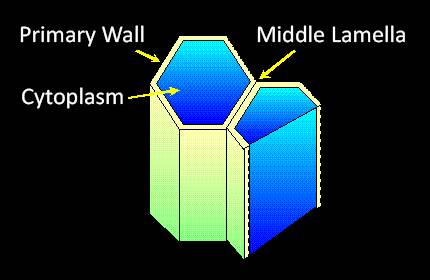 Schematic drawing of two cells showing the Primary Wall, Cytoplasm, and Middle Lamella.