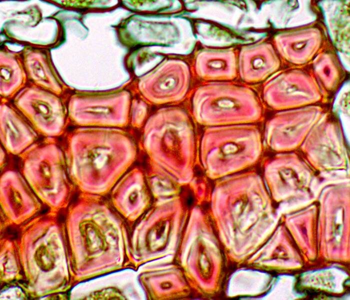 Photo of fiber cells with the entire cell wall stained red.