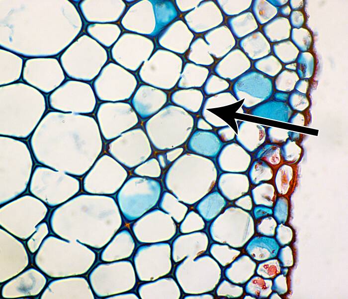 collenchyma cells stem