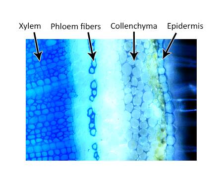 Photo of the cross section of a tomato stem showing the cells. The xylem, phloem fibers, collenchyma, and epidermis are pointed out.