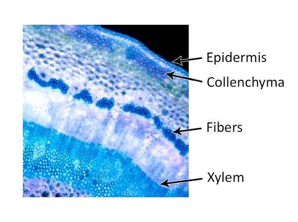 Photo of the cross-section of English ivy showing cells, with the xylem, fibers, collenchyma, and epidermis pointed out.