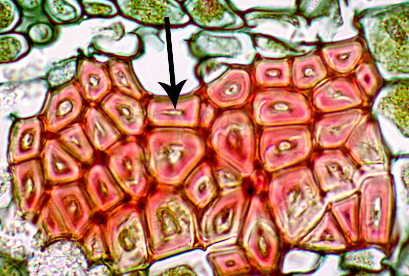 One of two photos showing phloem and xylem fibers.