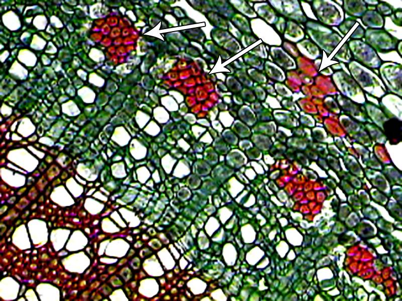 One of two photos showing phloem and xylem fibers.