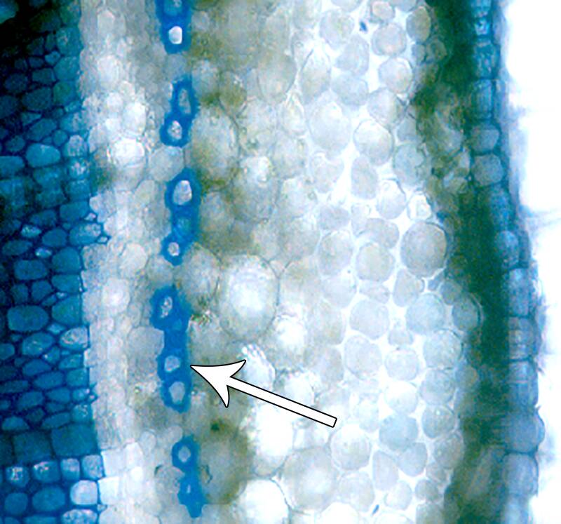 Photo of plant cells pointing out lignin.