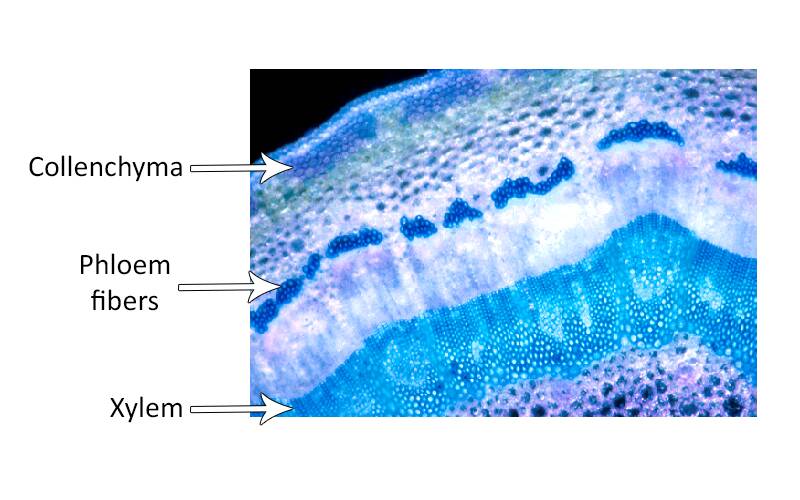 Cross section photo of English ivy with collenchyma, phloem fibers, and xylem pointed out.