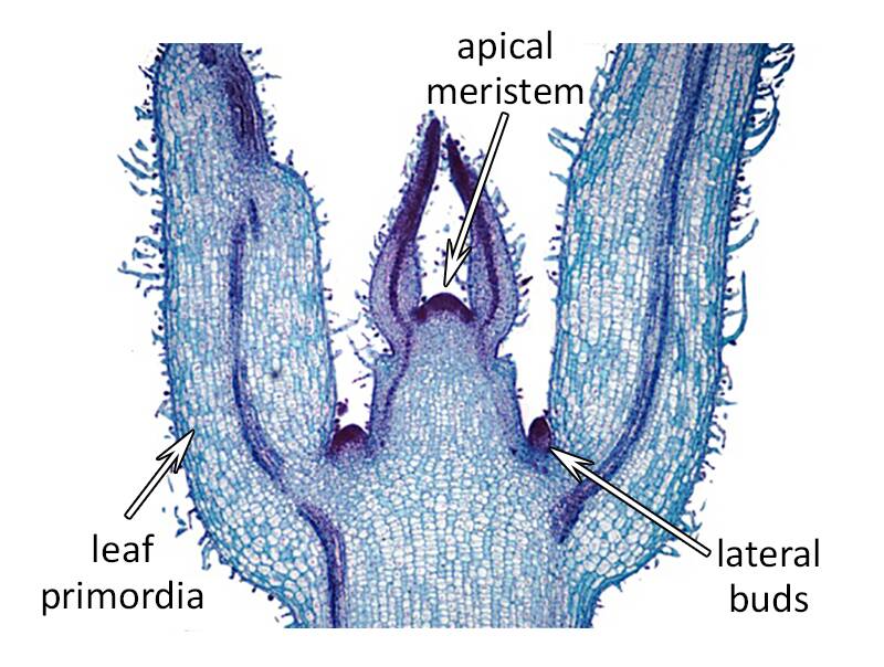 Cross section photo of an shoot tip, pointing out the apical meristem, leaf primordia, and lateral buds.