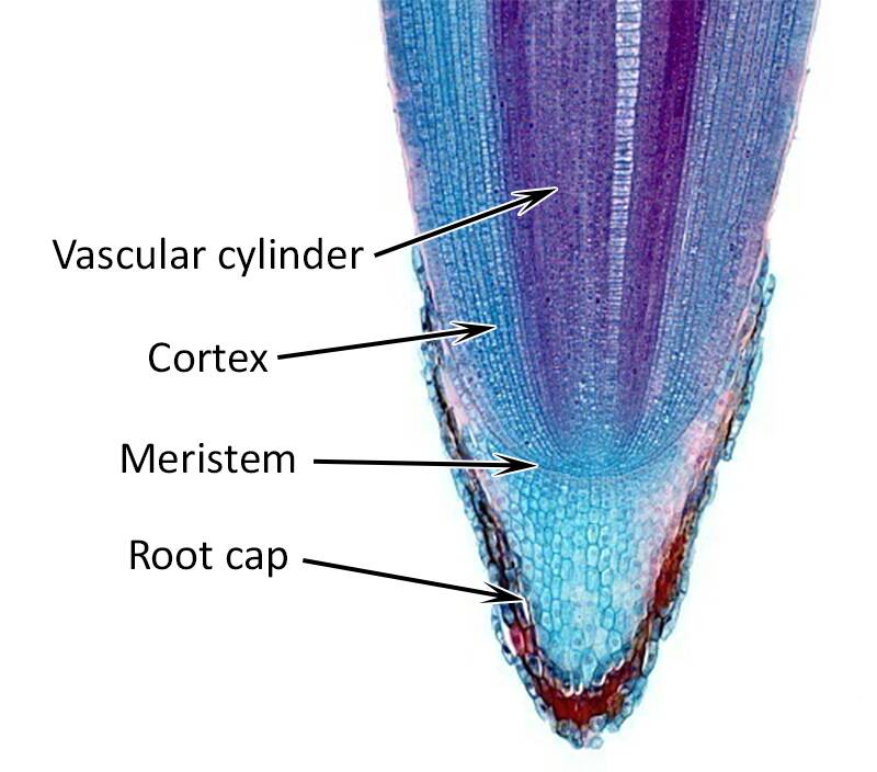 Cross section photo of a root meristem pointing out the vascular cylinder, cortex, meristem, and root cap.