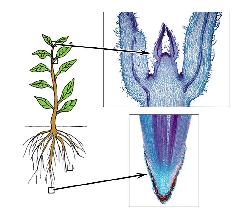 root apical meristem and shoot apical meristem