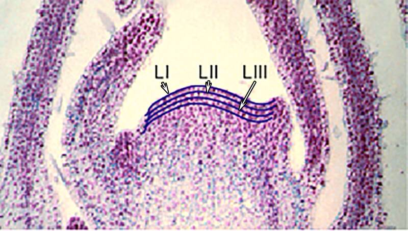 Cross section photo of a dicot shoot meristem, pointing out the tunica layers L-I, L-II, and L-III