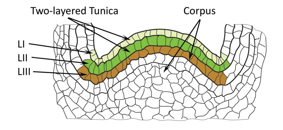 Close up illsutration of a dicot shoot meristem, pointing out layers L-I, L-II, and L-III. It indicates that the upper layers L-I and L-II are part of the two-layered tunica, while the lowest layer L-III is part of the corpus.