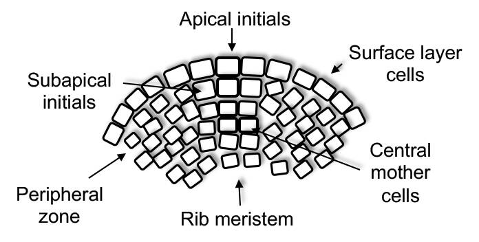 An illustration of a gymnosperm meristem pointing out the surface layer cells, apical initials, subapical initials, central mother cells, peripheral zone, and rib meristem.