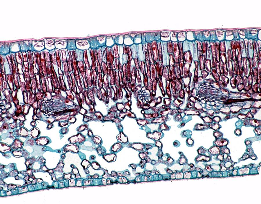 Cross section of plant cells.