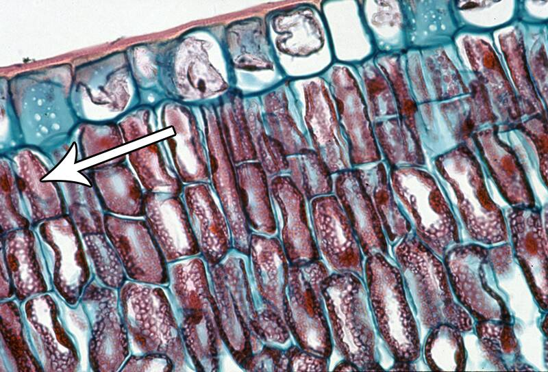 Parenchyma cells pointing out chlorenchyma.