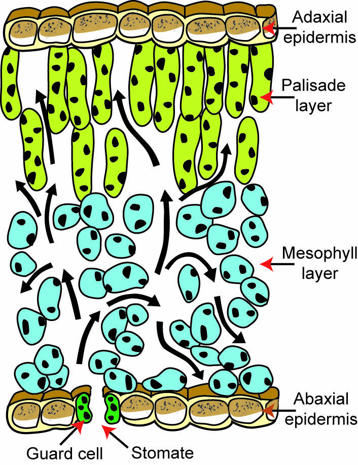 Illustration of plant material cross-section pointing out adaxial epidermis, palisade layer, mesophyll layer, and abaxial epidermis with stomate and guard cells.