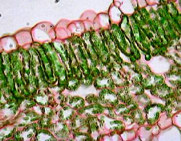 Cross-section photo of plant cells showing the leaf palisade layer and the mesophyll cells. 