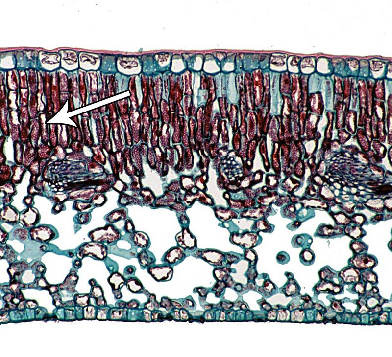 Cross-section photo of plant material pointing out the palisade layer.
