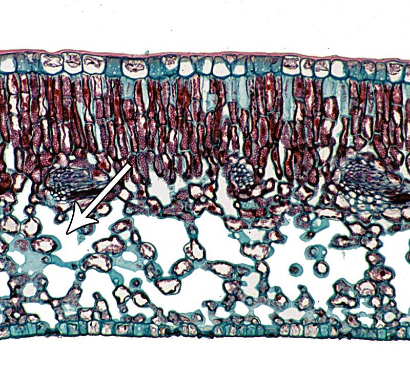 Cross-section photo of plant material pointing out mesophyll cells.