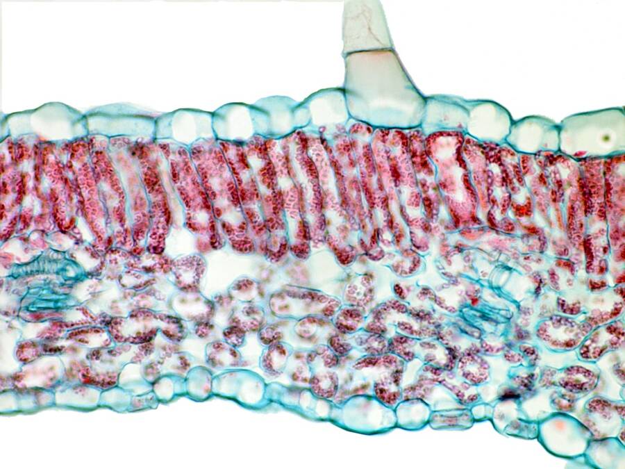 Cross-section photo of plant cells, with chlorophyll artificially dyed red.