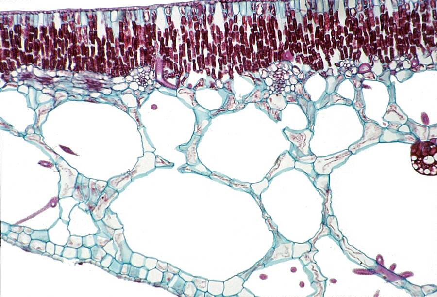 Leaf cross-section in Nymphaea (Water lily).